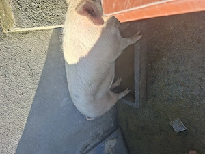 Vând porci de taiat - imagine 4