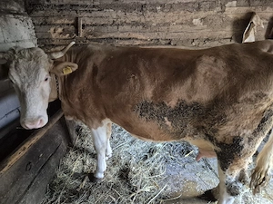 vand vaca cu vitea - imagine 4