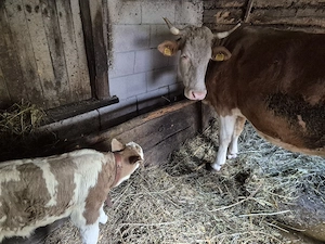 vand vaca cu vitea - imagine 5