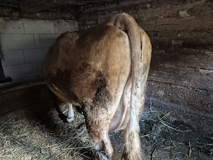 vand vaca cu vitea - imagine 3