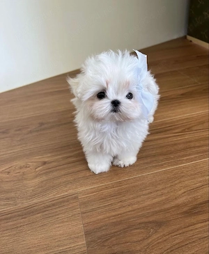 Bichon Maltez Mini Toy 