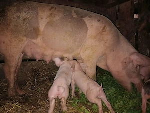 Vând scroafa cu purcei 