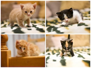 Pisicuti spre adoptie