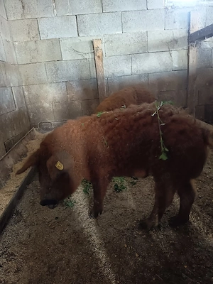 vand vieruț de mangalița 