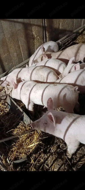 Vând purcei de 9 saptamani 