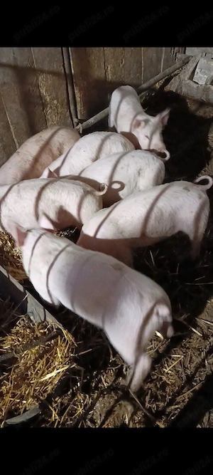 Vând purcei de 9 saptamani  - imagine 2