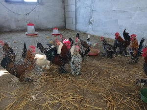 oua incubar  - imagine 3