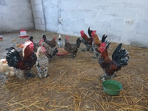 oua incubar  - imagine 5