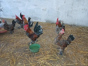 oua incubar  - imagine 4