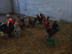 oua incubar  - imagine 2