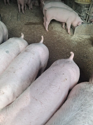 Purcei De Rasă Doar Masculi Castrați  - imagine 5