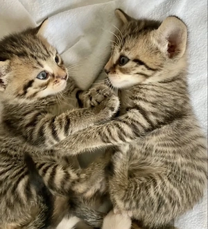 American shorthair rasa pura  - imagine 2