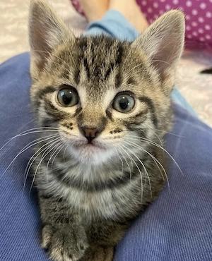 American shorthair rasa pura  - imagine 3