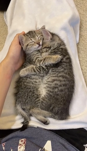 American shorthair rasa pura  - imagine 5