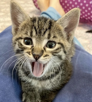 American shorthair rasa pura  - imagine 4