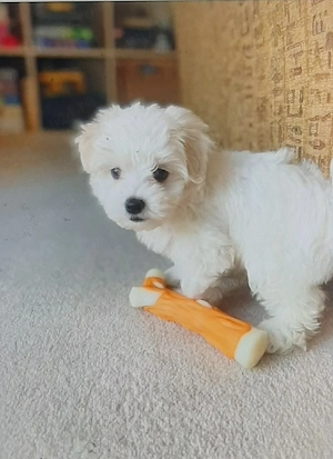 Vand bichon miny toy 6 saptamani