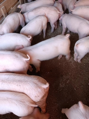 Purcei De Vânzare 30 35 40 kg