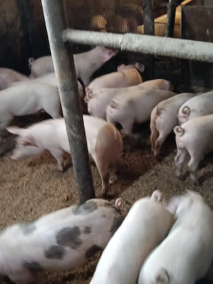 purcei frumosi de vanzare