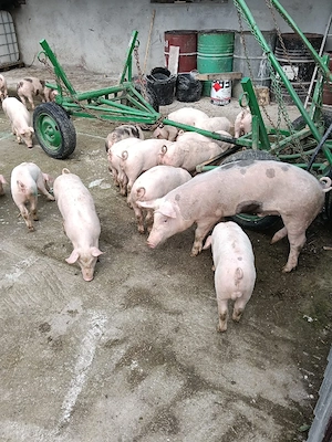 purcei frumosi de vanzare - imagine 2