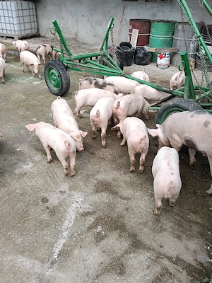 purcei frumosi de vanzare - imagine 3