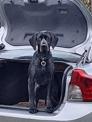 caine pentru trufe dresat