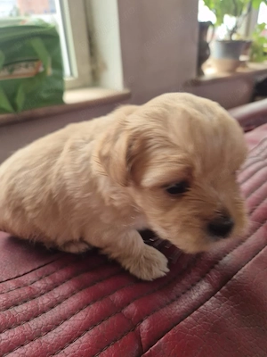 Bichoni  havanezi  - imagine 1