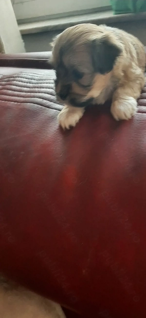 Bichoni  havanezi  - imagine 4