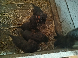 Pui lagotto romagnolo