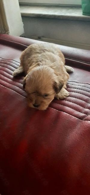 Bichoni  havanezi  - imagine 3