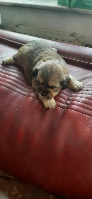 Bichoni  havanezi  - imagine 2