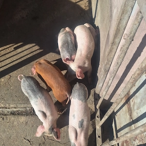 purceii de casă  - imagine 3