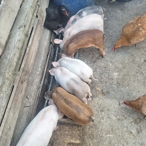 purceii de casă  - imagine 2