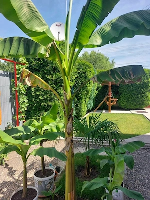 Bananieri la ghiveci si portocali