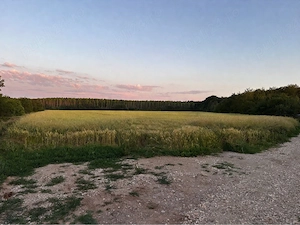 Vand teren la Padurea Snagov