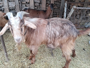 Vatui de vanzare are un an