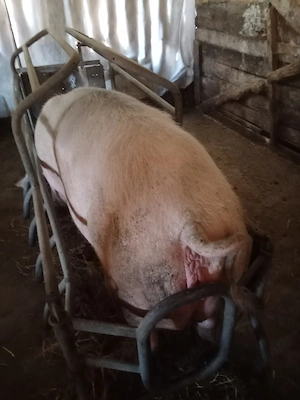 Vând scrafa greoaie