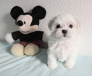 Bichon maltez