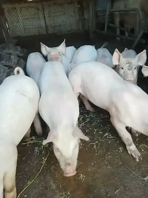 Vand putcei 7 saptamani 