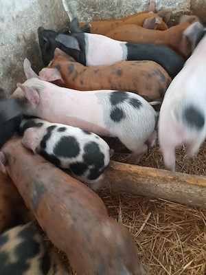 purcei 8 săptămâni jumate 230 lei - imagine 2