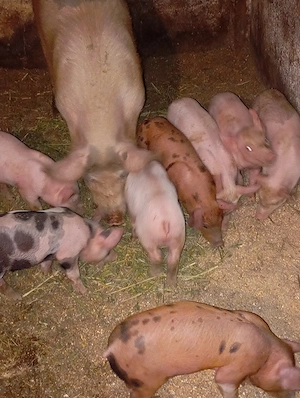 Purcei rasa landras cu pietrean