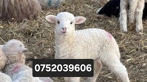 Vand miei de Paste !