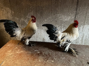 Vând cocoși Mii de Flori - imagine 2