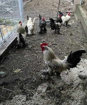 Vând cocoși Mii de Flori - imagine 3