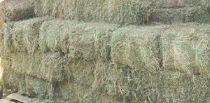 Vând baloți 12 Ron  - imagine 2