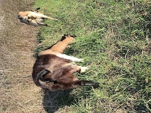 Capra metis alpin francez cu saanen, vârstă 1 an 