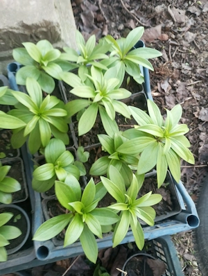 Crini sălbatici la ghiveci