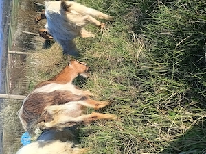 Capră metis alpin francez cu saanen, vârstă 2 ani 