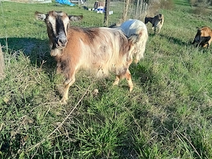 Capră metis alpin francez cu saanen, vârstă 2 ani  - imagine 2