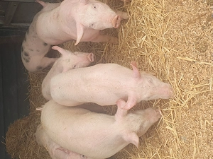 Vând purceii - imagine 2