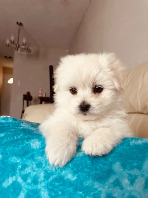 Vand bichon talie mica 7 saptamani 